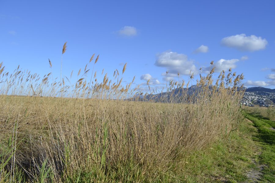 Paysage du parc naturel Marjal de Pego-Oliva