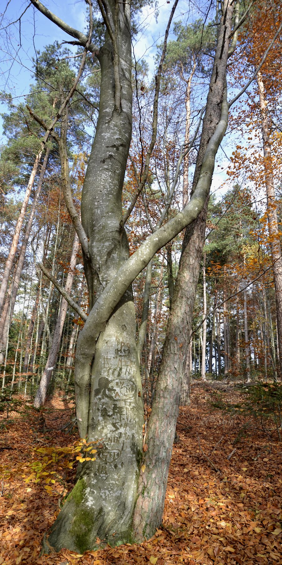 Paysage forestier de la Forêt bavaroise près de Solla et Saldenburg