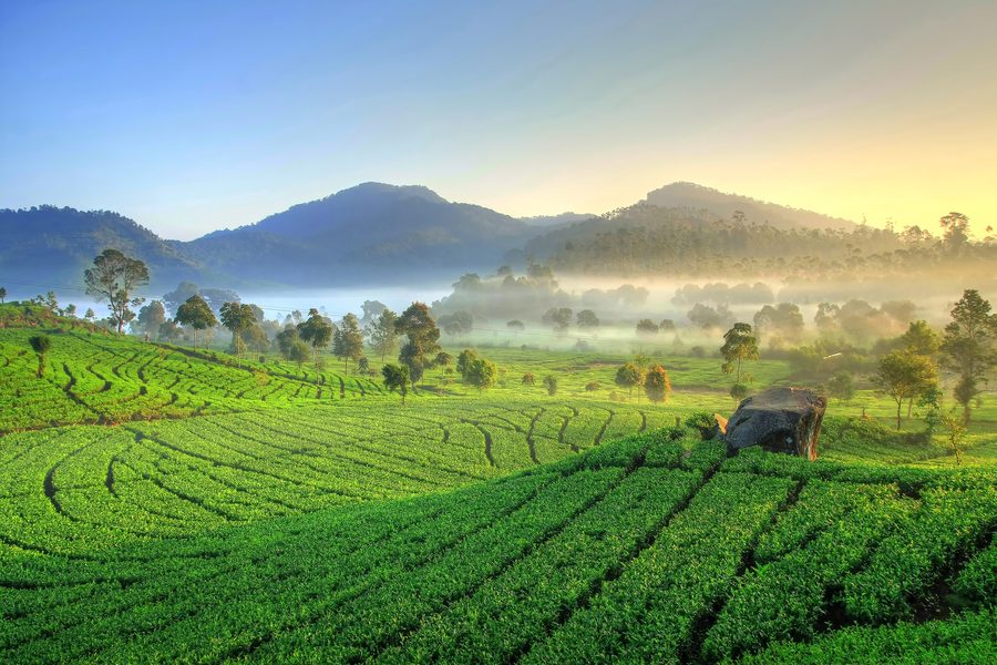 Plantation de thé à Rancabali, Kabupaten Bandung, Jawa Barat