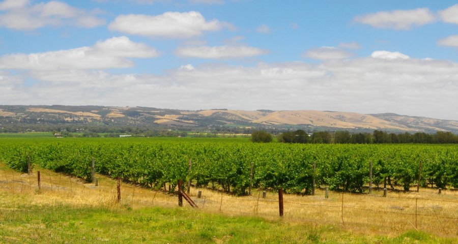 Paysage viticole dans la région de McLaren Vale