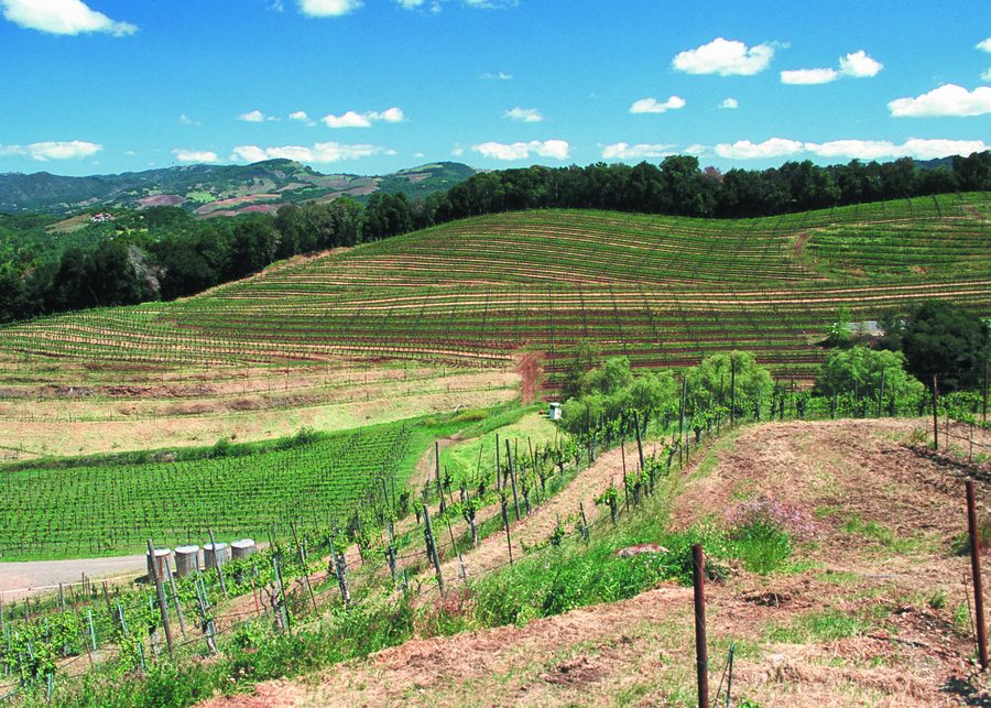 Vignobles vallonnés dans le comté de Sonoma, Californie