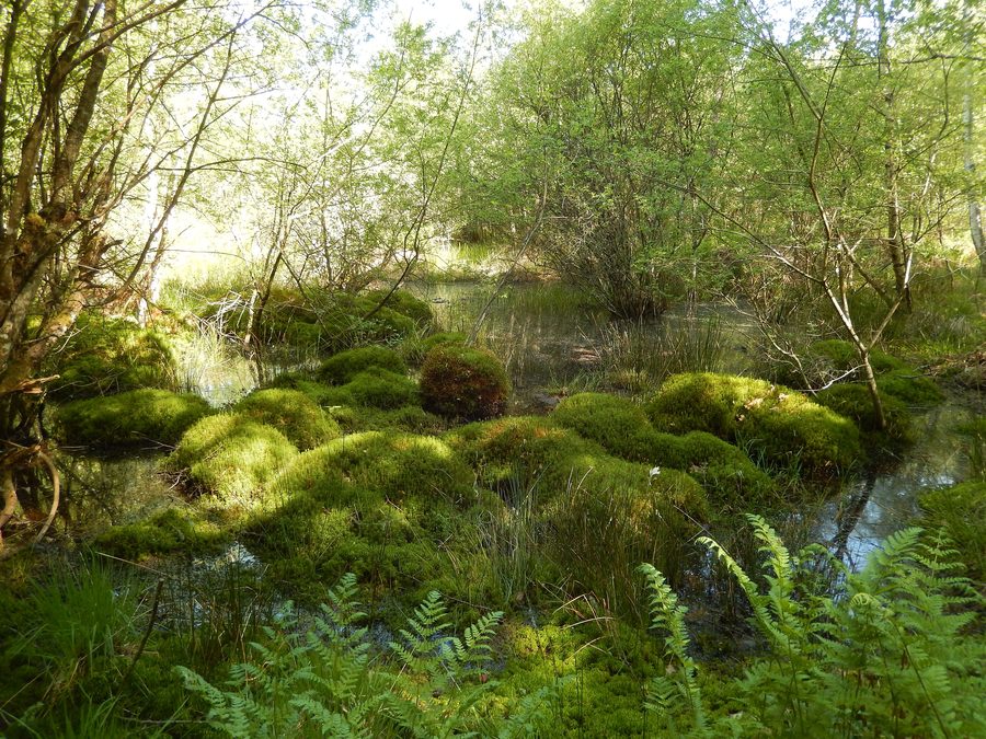 Mare tourbeuse sur le sentier de l’Osmonde dans la forêt de Prémery
