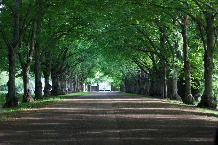 Allée dans le parc Oru de Toila en Estonie