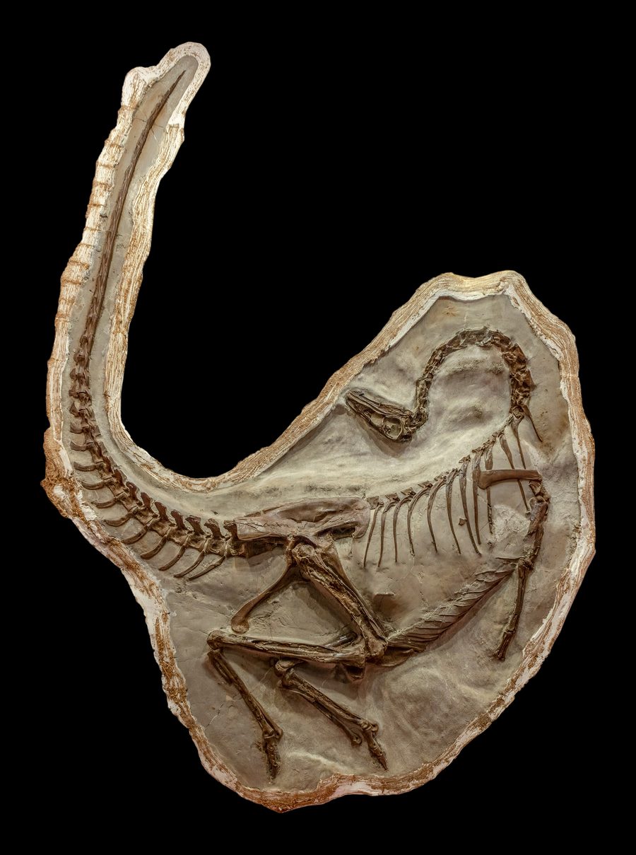 Fossile d'Ornithomimus au Royal Tyrrell Museum à Drumheller