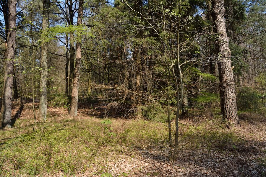 Paysage forestier dans la réserve naturelle de Tönsheider Wald près d’Aukrug