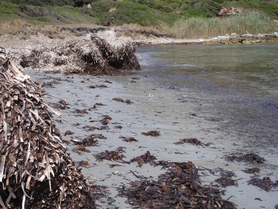 File:Corse-04623-Macinaggio-plage posidonie.jpg