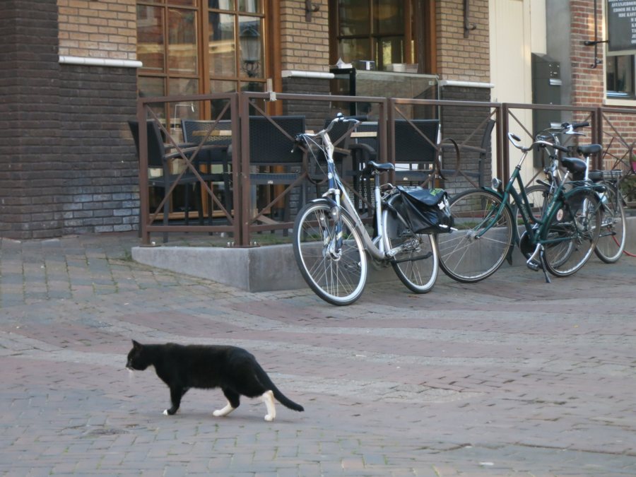 Chat dans une rue