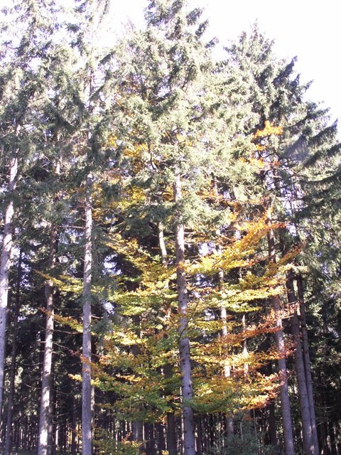 Chemin forestier en automne