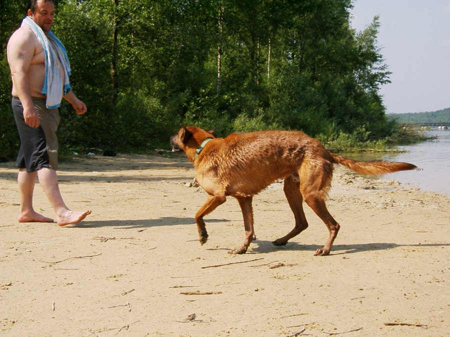 Un chien se promène au bord de l’eau en mer du Nord
