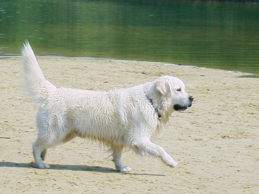 Chien prêt à voyager dans une voiture