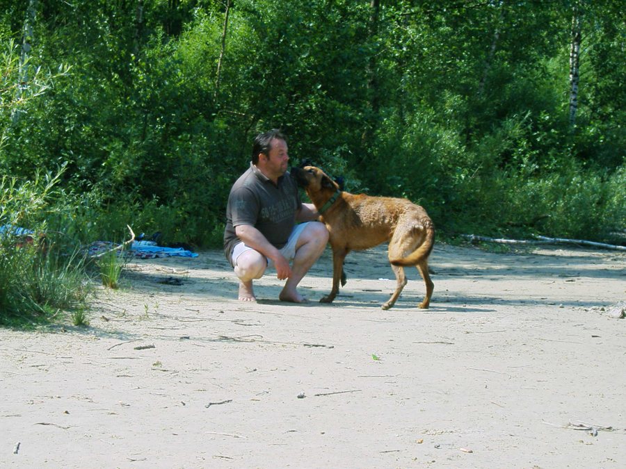 Voyage avec un chien sur une plage néerlandaise