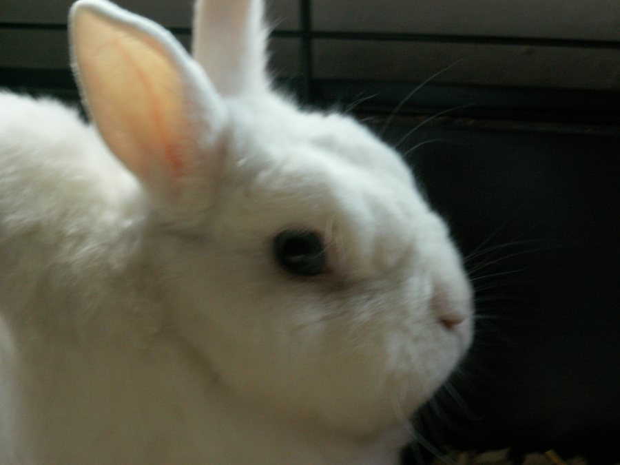Lapin domestique